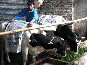 People covering livestock to save them from bitter cold in the northern region (Photo: VNA)